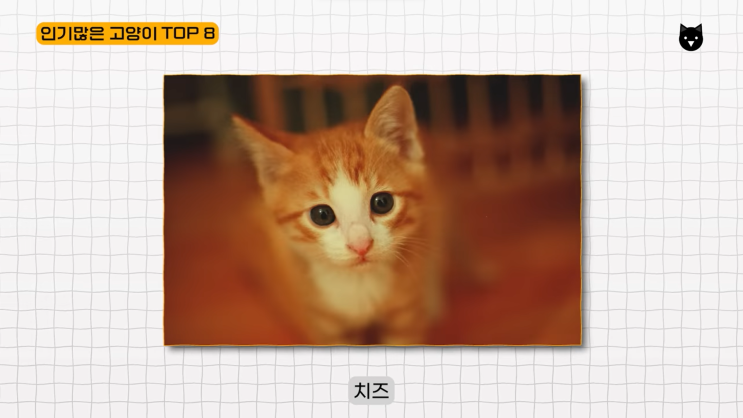 한국에서 가장 인기 많은 반려묘 고양이 품종 TOP 8 한국에서 가장 인기 많은 반려묘 고양이 품종 TOP 8