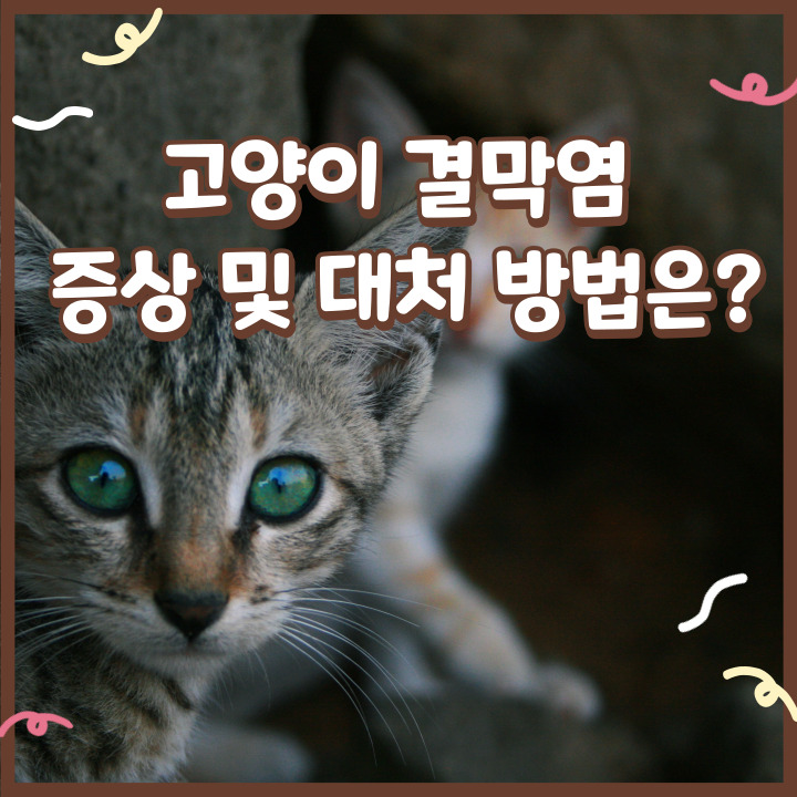 아기 고양이 눈병 원인 고양이 결막염 증상 및 대처 방법은?