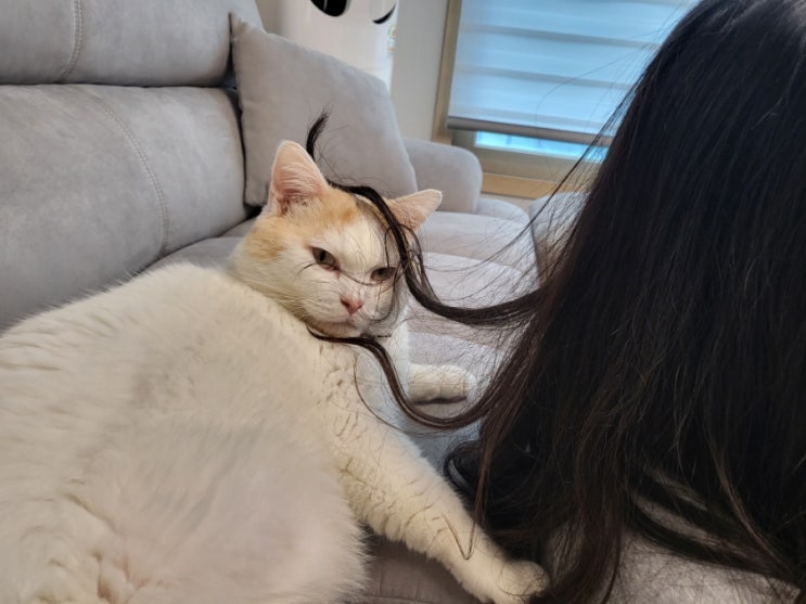  머리카락 생긴 주비