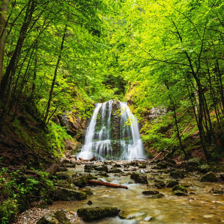 산림청공무원 시험 종류 (9급/7급/5급, 임업직공무원/임업연구사, 공채/경채) 산림청공무원 시험 종류 (9급/7급/5급, 임업직공무원/임업연구사, 공채/경채)