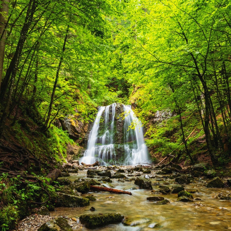 산림청공무원 시험 종류 (9급/7급/5급, 임업직공무원/임업연구사, 공채/경채)