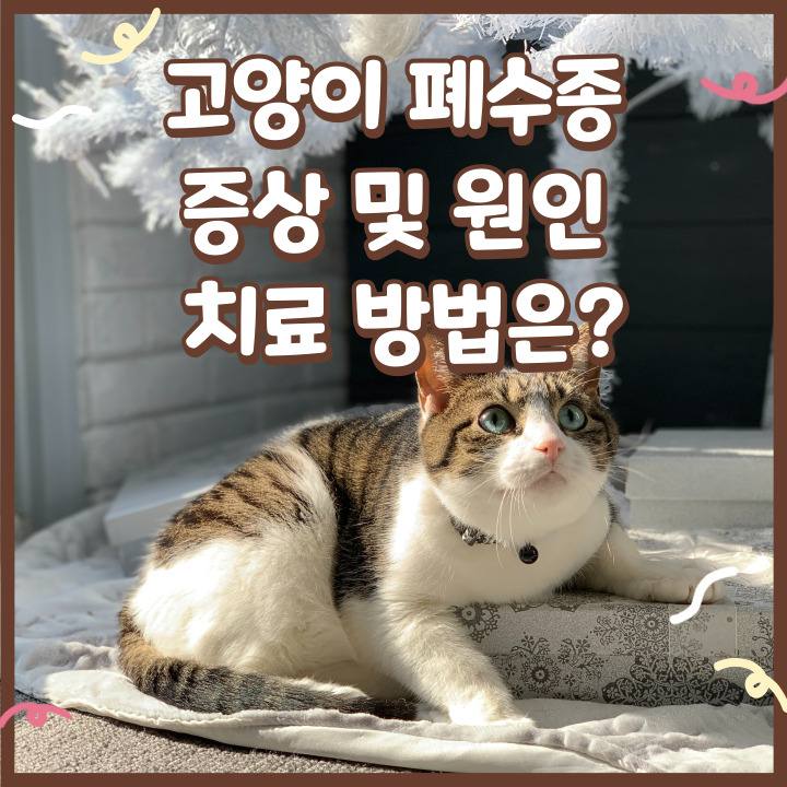  고양이 폐수종 증상 및 원인 치료 방법은?