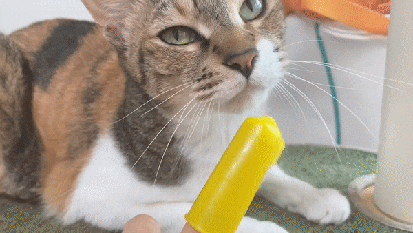  고양이 손가락 실리콘 칫솔 치석제거