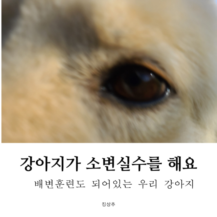  외출했다 돌아오면 강아지가 소변 실수를 해요 강아지 소변 실수 희뇨