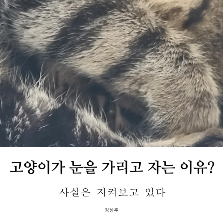  고양이가 눈을 가리고 자요!  고양이 수면 자세