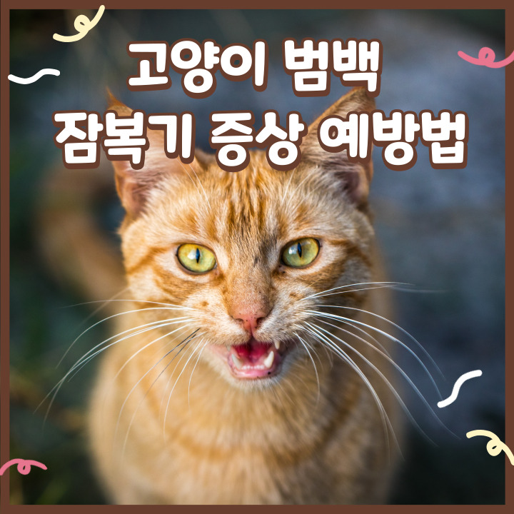 고양이 범백 잠복기 증상 및 예방법