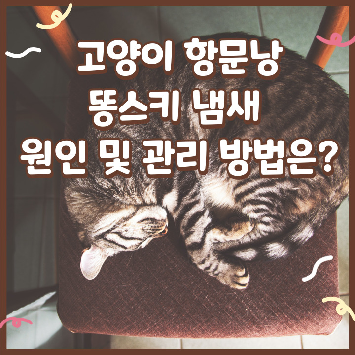  고양이 항문낭, 똥스키 냄새 원인 및 관리 방법은?