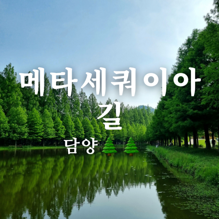  담양 가볼만한 곳 푸르른 여름 메타세쿼이아 길