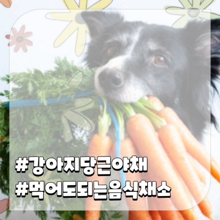  강아지 당근 효능 야채 급여 주의점