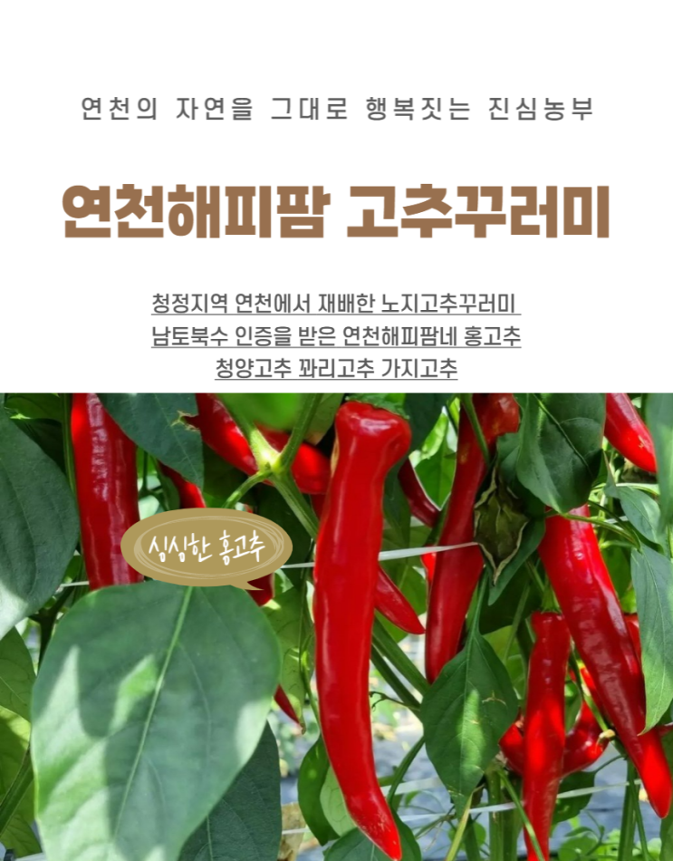  농축수산물 직거래 네이버카페 농라 연천고추 이야기