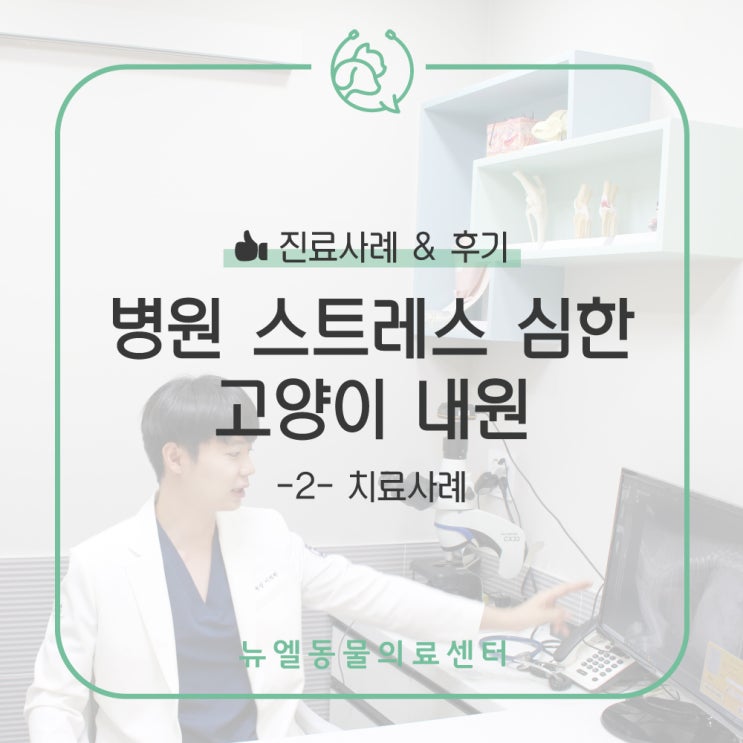  [화성/동탄역 동물병원] 병원 스트레스 심한 고양이 내원 한번으로 건강검진과 스케일링, FORL 치료까지 -2-