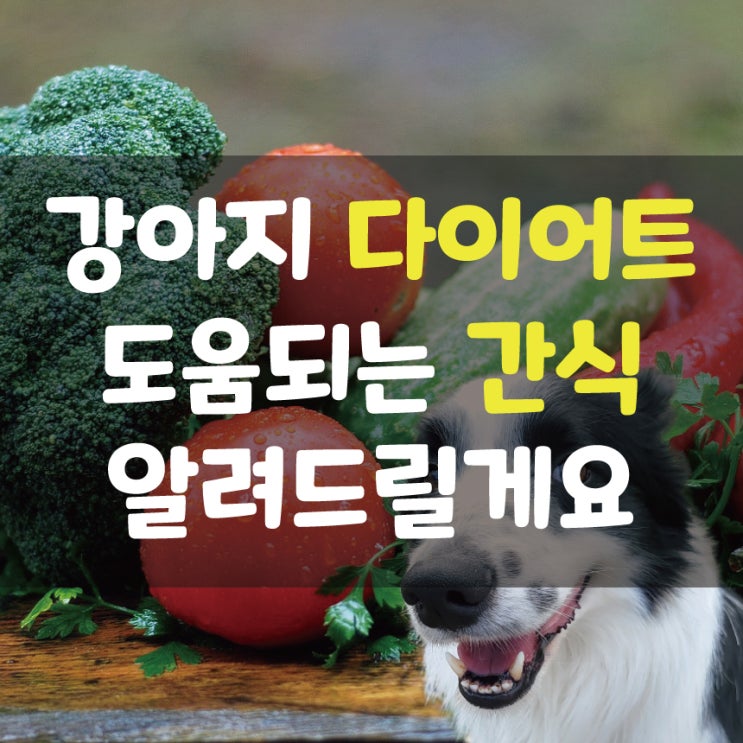 강아지 다이어트 간식 살빼기 도움 음식