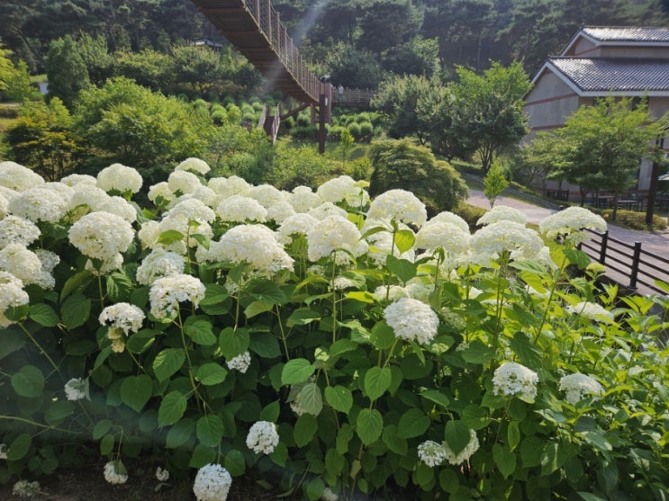 당진 가볼만한 곳 삼선산 수목원 아이들과 나들이 가기 좋은 곳
