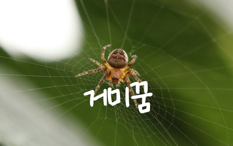 거미꿈 거미줄꿈 집에 거미 나오는 꿈 큰거미 흰거미 작은거미 꿈해몽