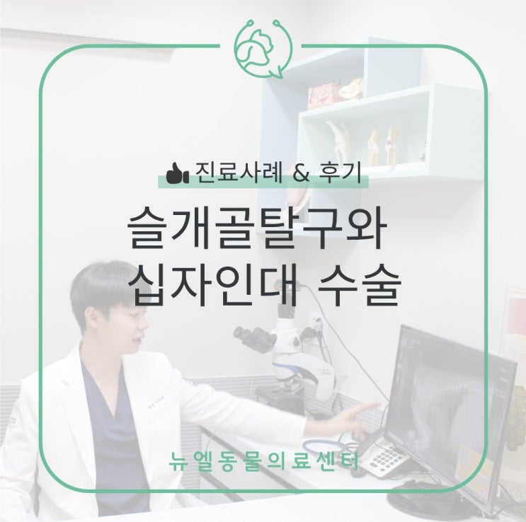  갑자기 잘 걷지 못하는 강아지 슬개골탈구와 십자인대 수술 사례/후기
