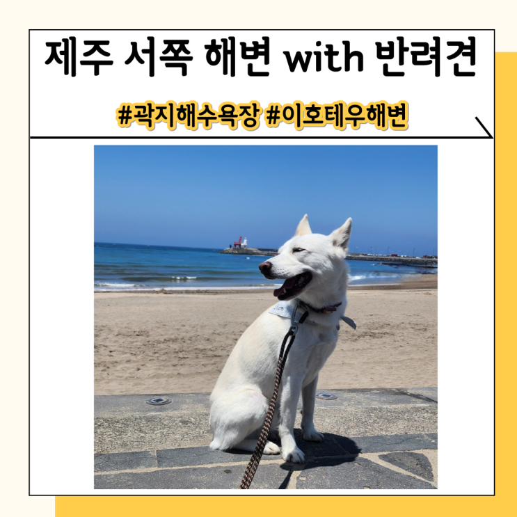 제주도 강아지 동반 여행 서쪽 해변 산책, 플리마켓 득템 제주도 강아지 동반 여행 서쪽 해변 산책, 플리마켓 득템