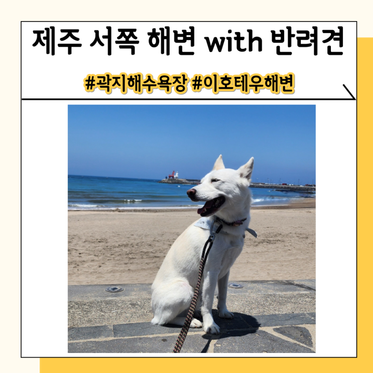 제주도 강아지 동반 여행 서쪽 해변 산책, 플리마켓 득템