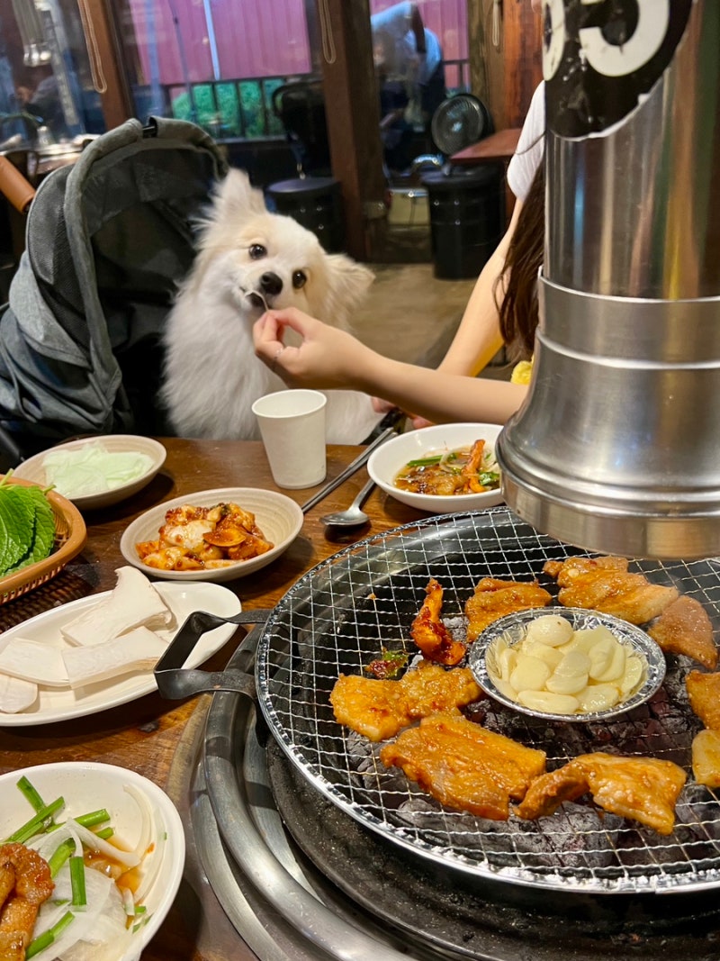 홍천 애견동반식당 양지말 화로구이 고추장삼겹살 더덕구이