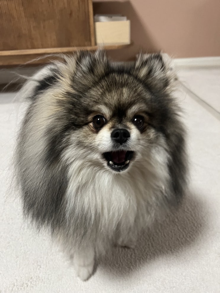  놀아줘!