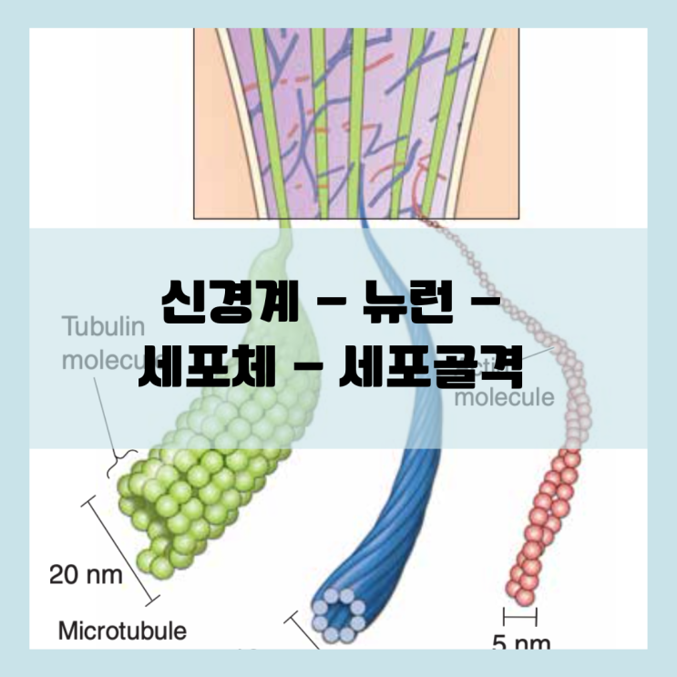  미토콘드리아와 세포골격