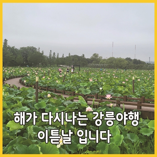  해가 다시나는 강릉야행 이튿날입니다