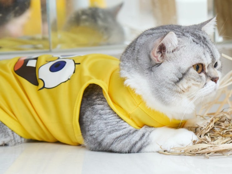  고양이 전용옷과 강아지옷의 다름을 이해해야 한다