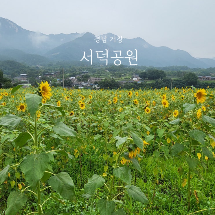  거창 가볼만한곳 서덕공원 해바라기 비가 와서 망했다.