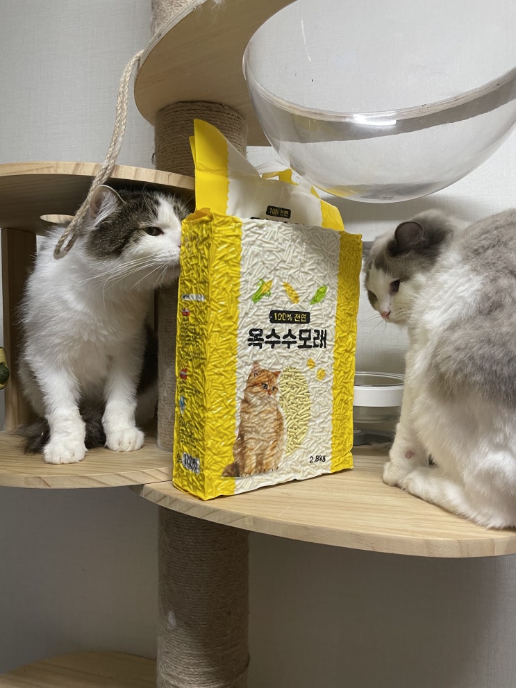  고양이두부모래 먼지없는 고양이 모래 옥수수모래
