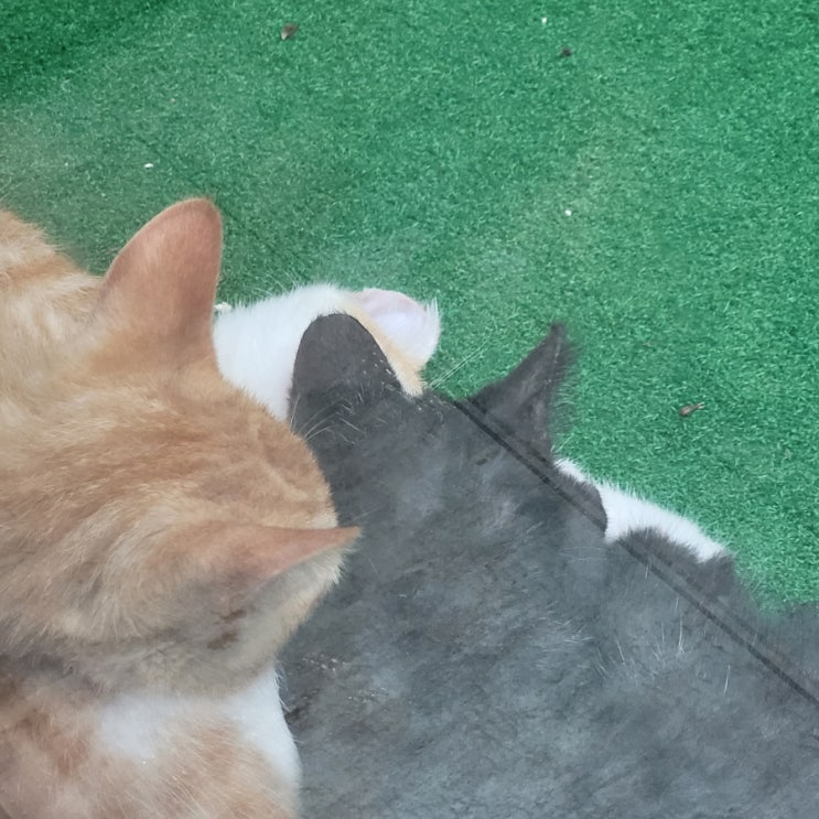  어쩌다보니 냥이 집사4 새로운 가족찾기 입양보호자 구해요
