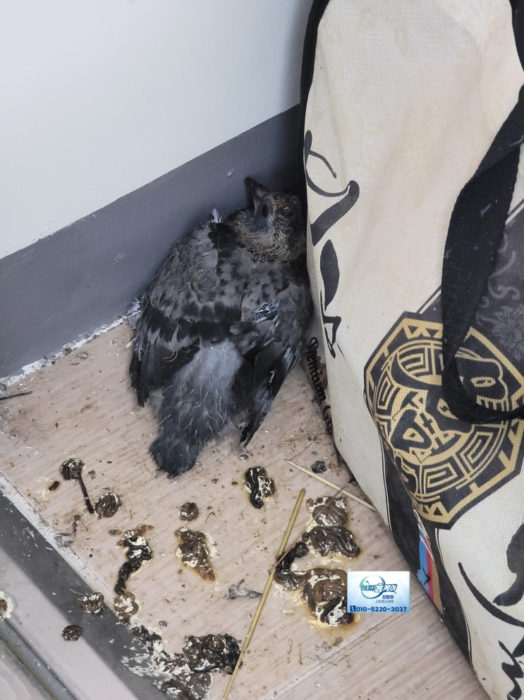 양산비둘기퇴치[청소]코오롱하늘채 113동 베란다에 비둘기새끼 수거해드린~해피홈케어