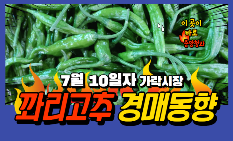  [경매사 일일보고] 7월 10일자 가락시장 꽈리고추 경매동향을 살펴보겠습니다!