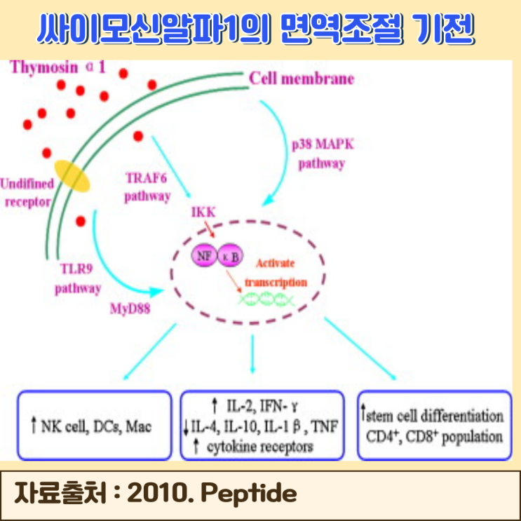 암환자 수술 항암 면역력에  싸이모신 알파1(Thymosin alpha 1)