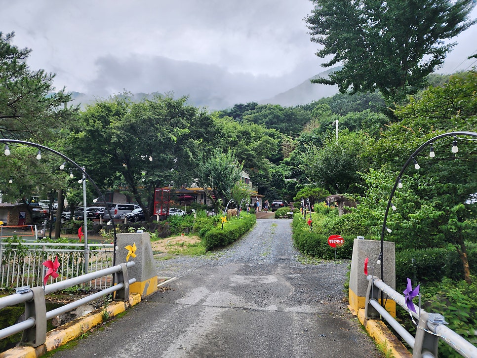 산머루 사진 2