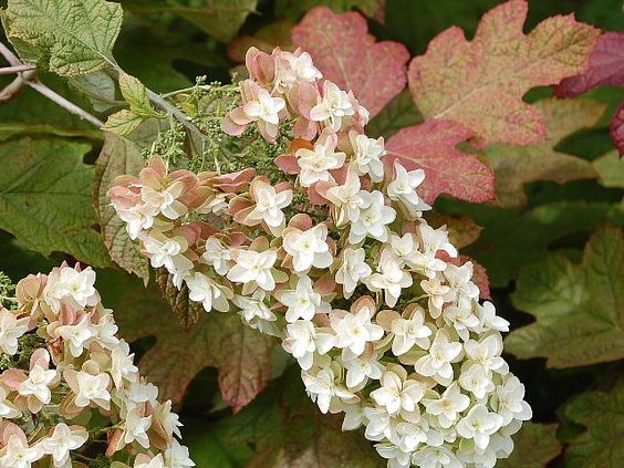  떡갈잎수국 '스노우플레이크' ( Hydrangea quercifolia 'snowflake' ) 관리 방법