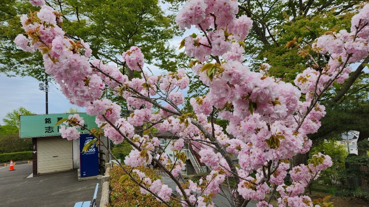 일본 4월 중순 벚꽃 명소, 시오가마 신사