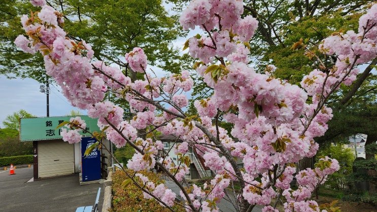  일본 4월 중순 벚꽃 명소, 시오가마 신사