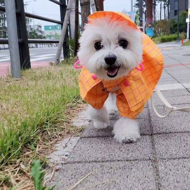  리틀콜린 강아지 우비 레인코트 - 장마 대비 비올때 산책, 사이즈 팁!