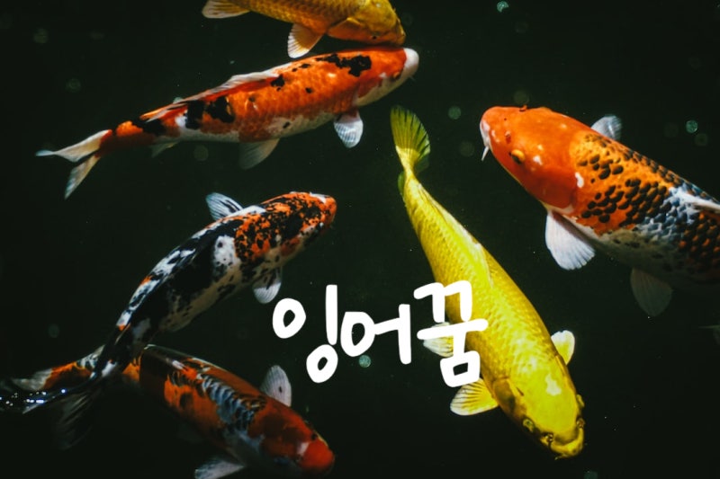 잉어꿈 황금잉어꿈 비단잉어꿈 금붕어꿈 태몽 해몽 풀이