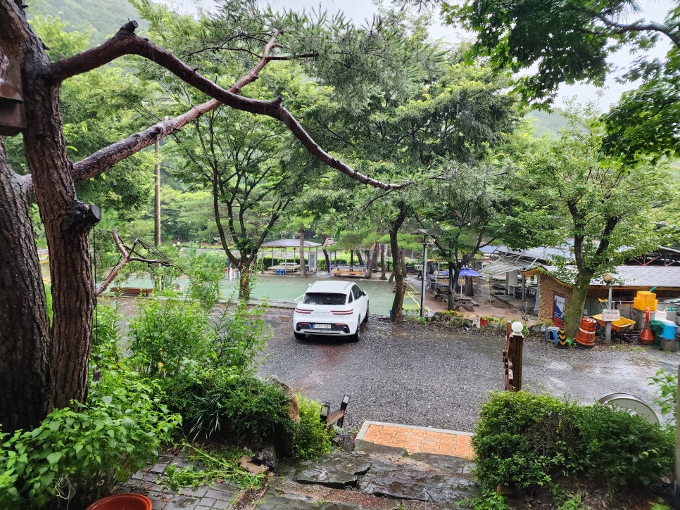 산머루 사진 4