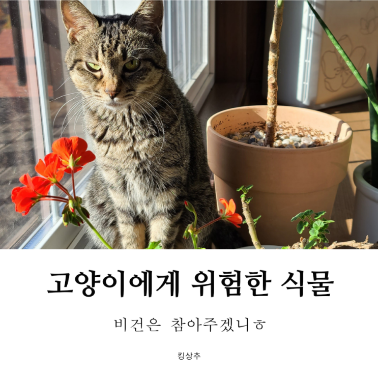  고양이가 절대로 먹으면 안 돼요! 고양이에게 위험한 식물 고양이 풀