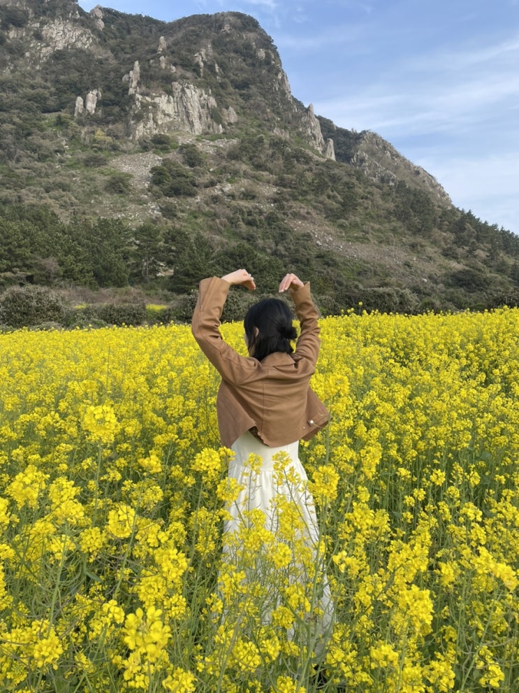  제주도 여행 2 (금성우동/카페이면/곽지해수욕장/산방산유채꽃/미영이네/중문수두리보말칼국수/풀베개/사계해안/노라바/하루필름/새물/제주만주/고집돌우럭/애월당)