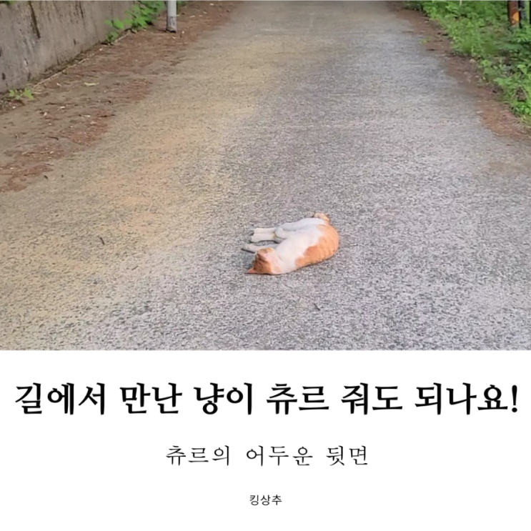  길고양이에게 츄르 줘도 되나요? 고양이 염분 섭취 고양이 질병