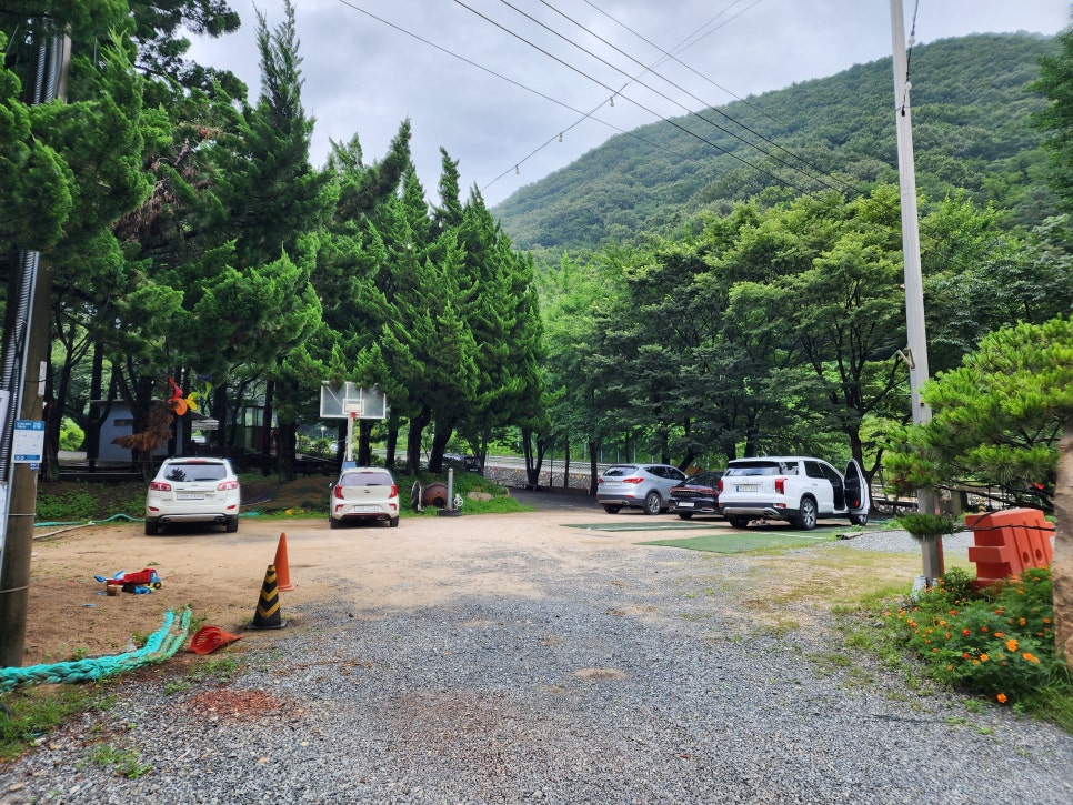 산머루 사진 6