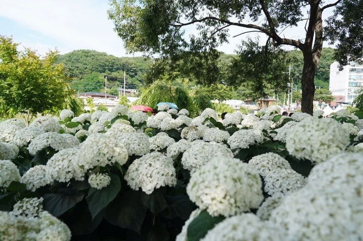  유구색동수국정원 & 유구수국축제(6월 25일) 아직은 서툴지만 정겨운 풍경이 좋아~~