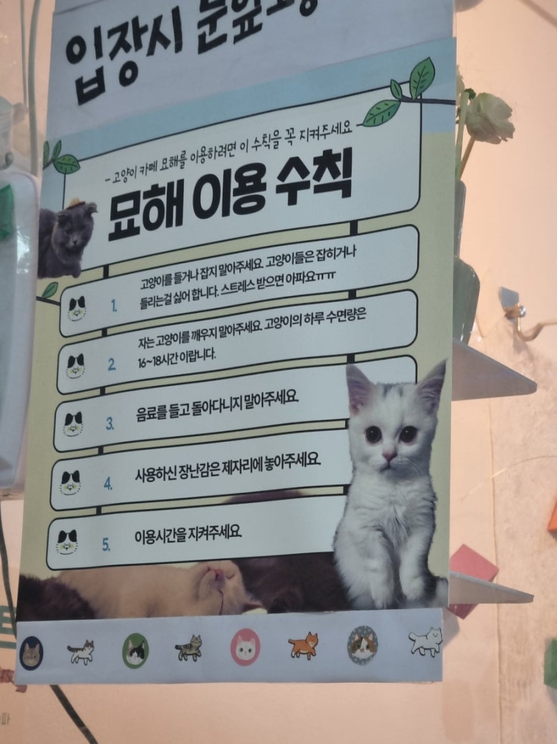 송파고양이카페 고양이 호텔 묘해 다녀온 후기 : 네이버 블로그, image size:800x1067