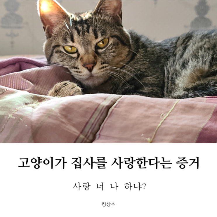  고양이가 집사를 사랑한다는 증거 고양이 애정표현