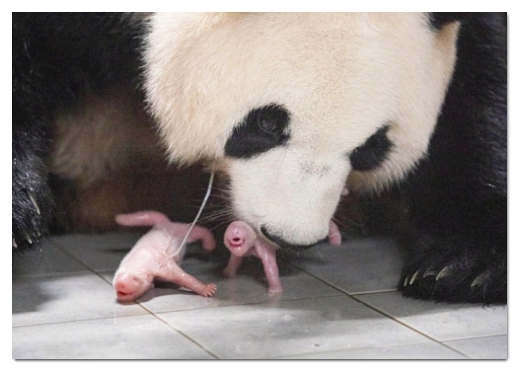 판다의 사랑, 두 배로! 에버랜드 판다월드에서 푸바오 쌍둥이 동생 탄생