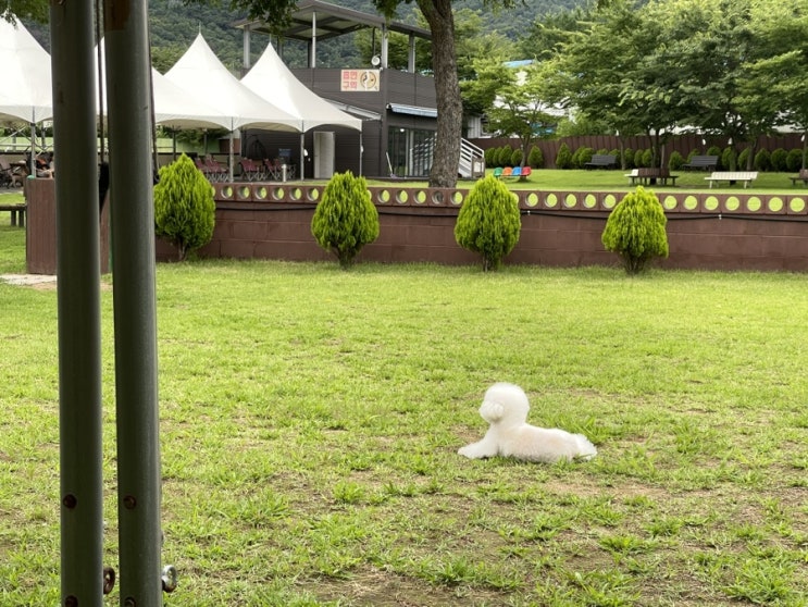  (짜투리 후기) 오랜만에 도그맥스 오랜만에 다녀왔어요~ 남양주 애견운동장 넓어서 개모임하기 좋은 곳!