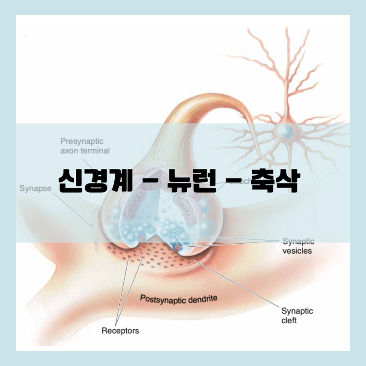  신경 계통, 축삭과 시냅스
