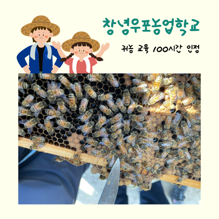  창녕 우포 농업학교에서 양봉 교육받았어요